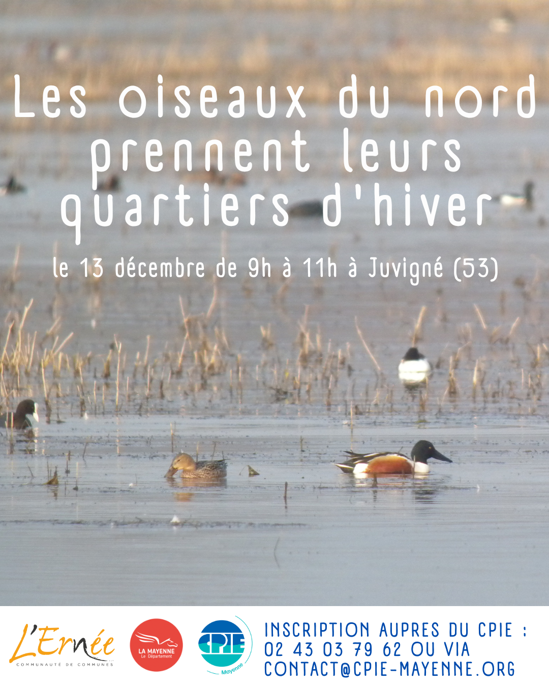 Sortie nature à Juvigné : les oiseaux du nord arrivent !