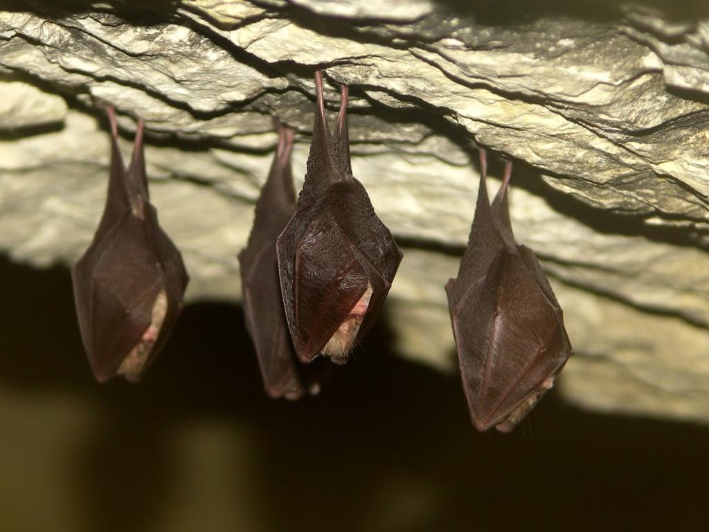 Sortie nocturne à la découverte des chauve-souris – La Croixille • Atlas de la Biodiversité