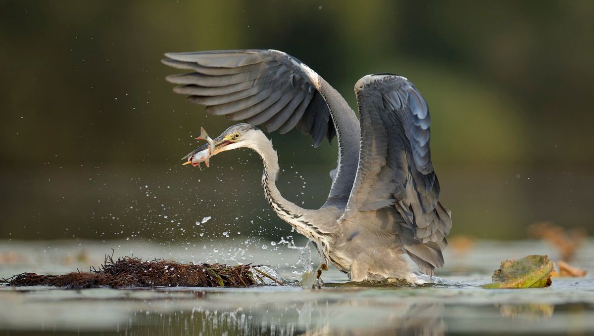 À la découverte du patrimoine naturel – Juvigné • Atlas de la Biodiversité