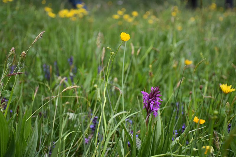 Initiation à la botanique : les prairies naturelles – Chailland • Atlas de la Biodiversité